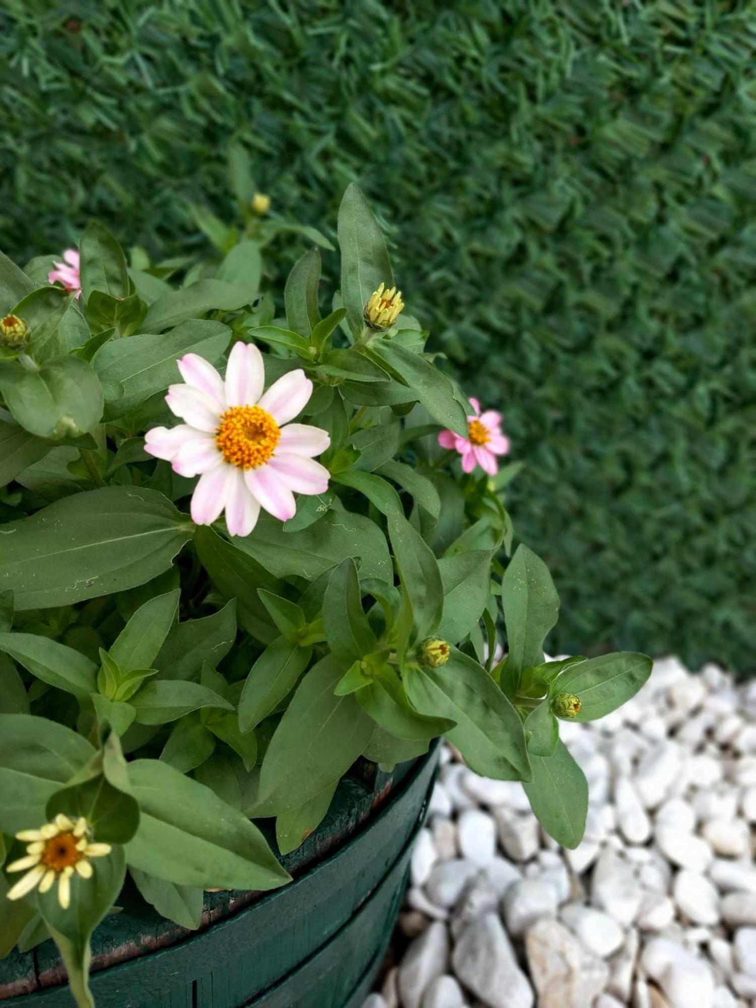 Gopo Guesthouse Elshani Екстериор снимка